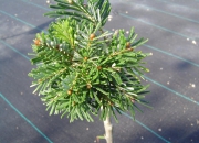 skolky_02 skolky_02