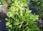 skolky_03 skolky_03