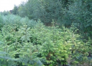 skolky_05 skolky_05