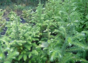 skolky_06 skolky_06