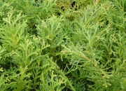 skolky_21 skolky_21