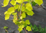skolky_23 skolky_23
