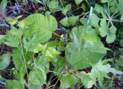 skolky_34 skolky_34
