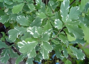 skolky_35 skolky_35