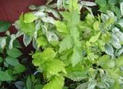 skolky_37 skolky_37