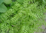 skolky_38 skolky_38