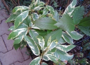skolky_39 skolky_39