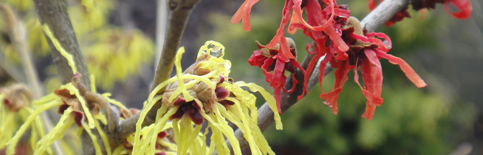 Hamamelis